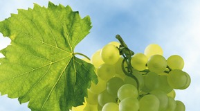 Wine grapes with green leaf, view against sky.