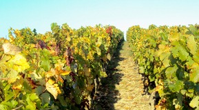 landscape of french vine - one of our custommer