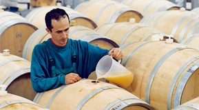 Man filling wine barrel, horizontal reversed use