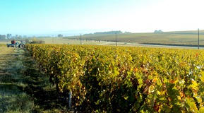 landscape of french vine - one of our customer
